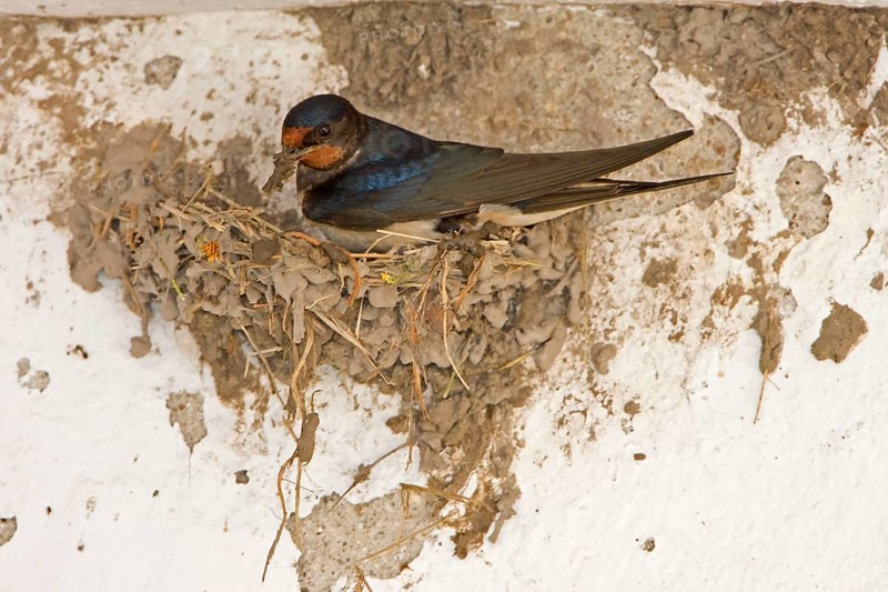Barn Swallow