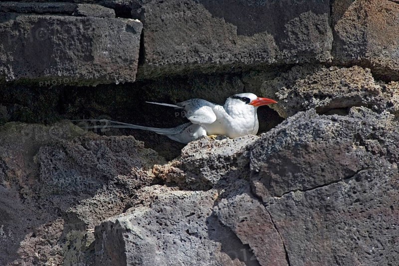 Red billed Tropicbird
