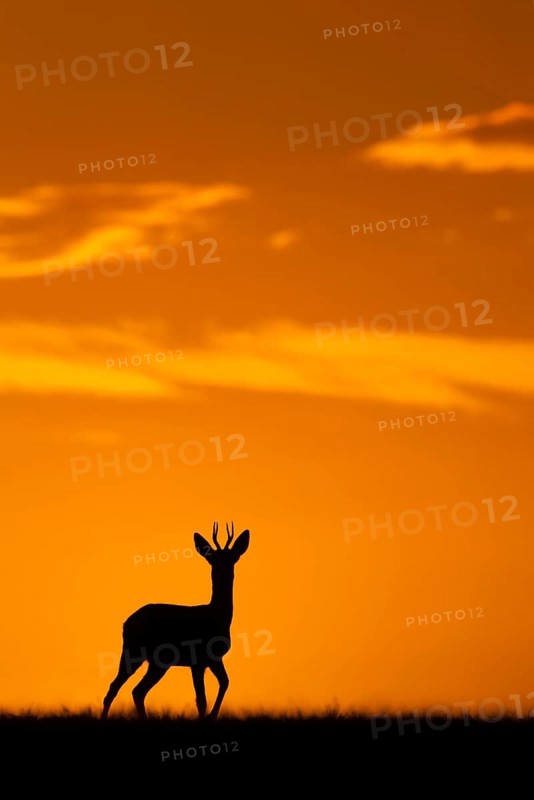 Western Roe european roe deer