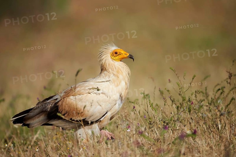 Egyptian Vulture