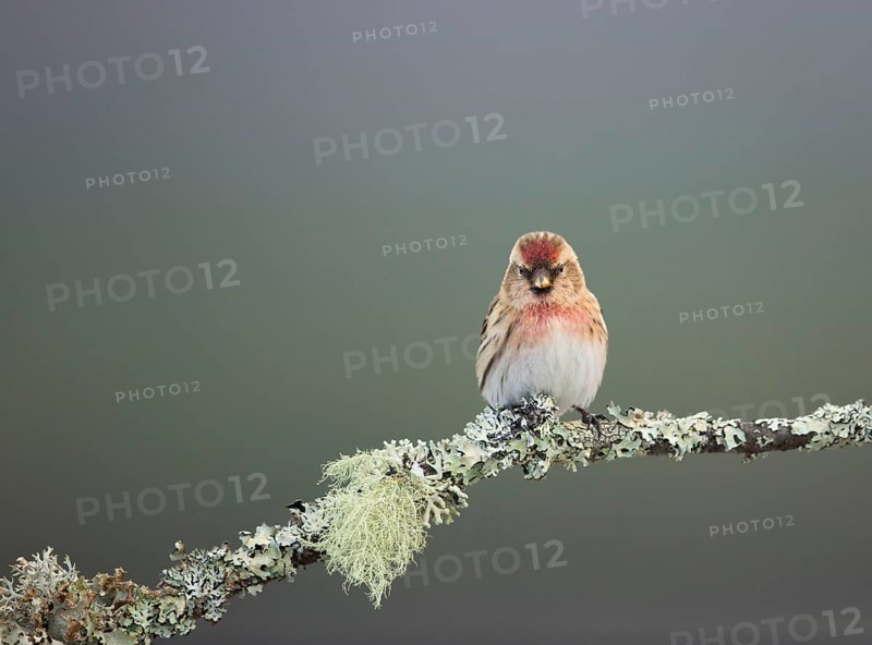 Lesser Redpoll