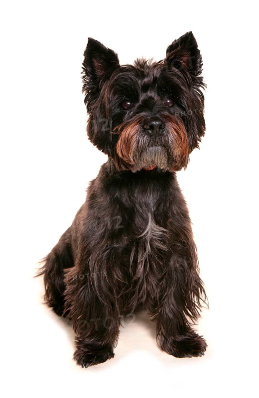 Domestic Dog