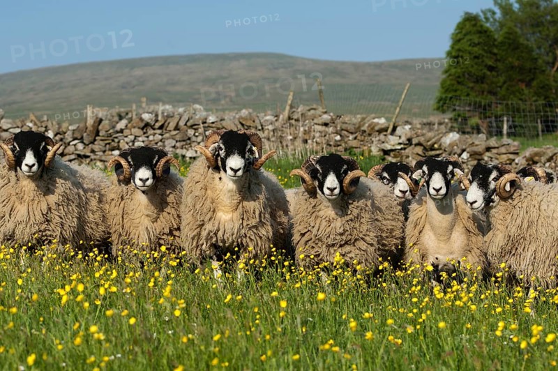 Domestic Sheep