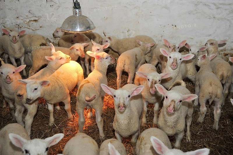Domestic Sheep