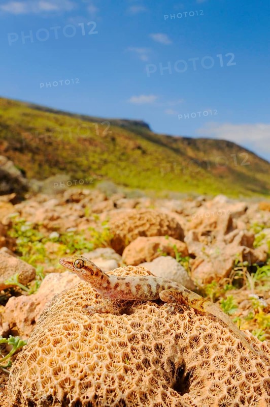 Half-fingered gecko