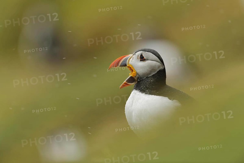 Atlantic puffin