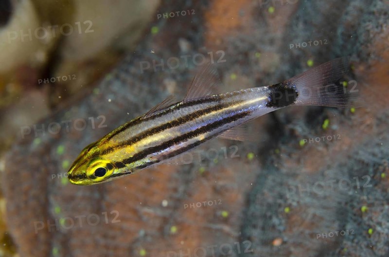 Large-toothed Cardinalfish