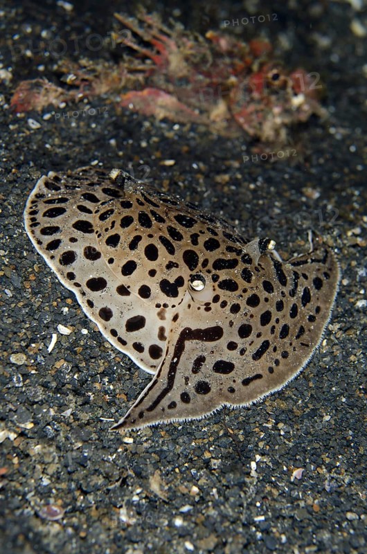 Moon-headed Sidegill Slug