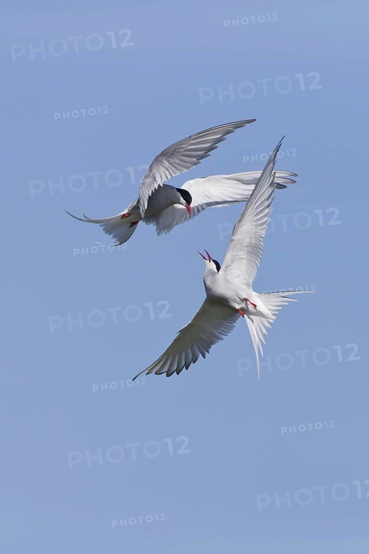 Arctic Tern