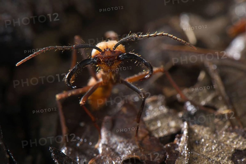 Burchell's army ant