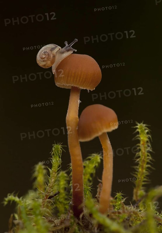 Garden Snail