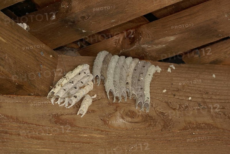 Organ Pipe Mud Dauber