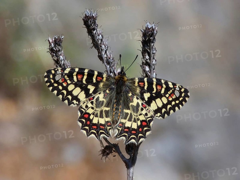 Spanish Festoon