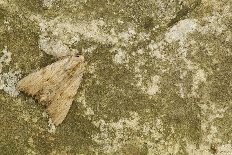 Whitish Yellow Grasshopper Owl