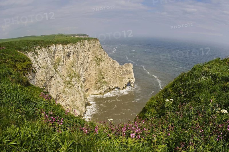 Northern Gannet