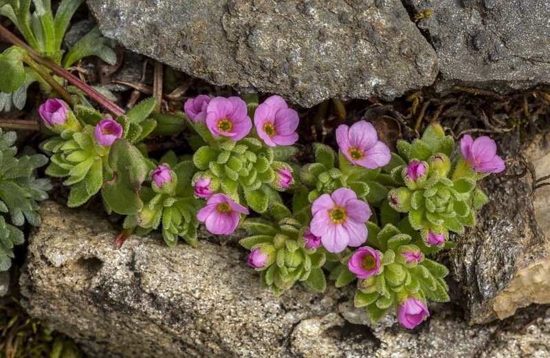 Alpine Rock-jasmine