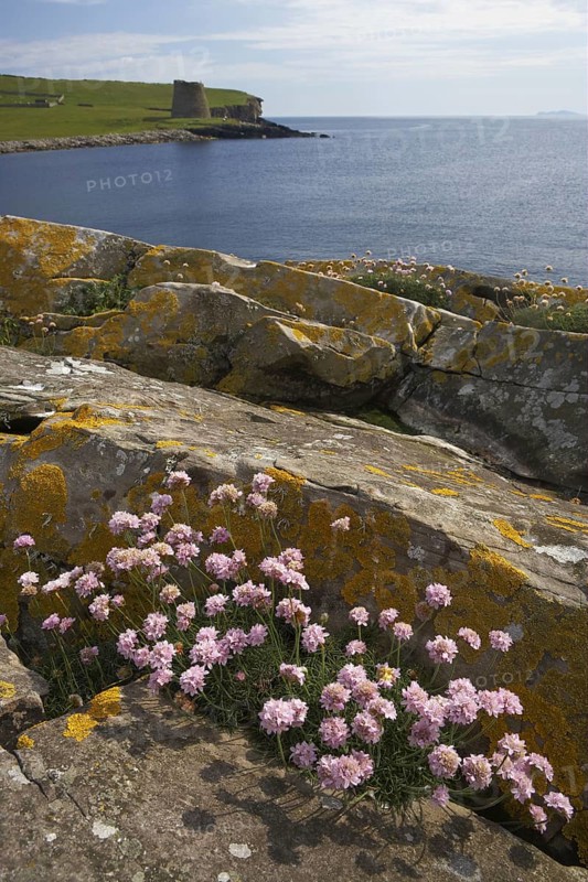 Beach carnation