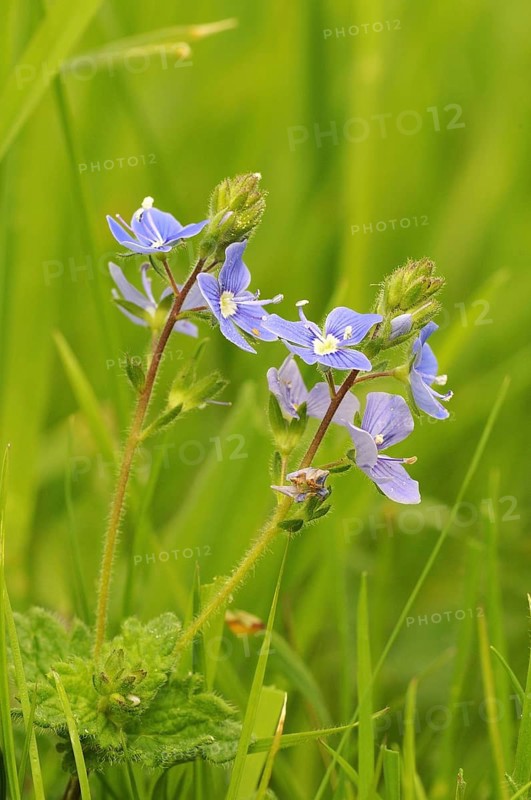 Common Field Speedwell