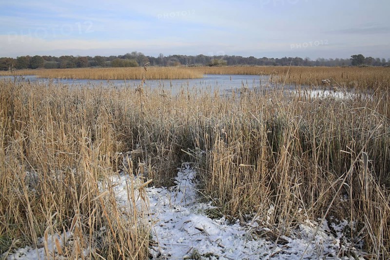 Common common reed