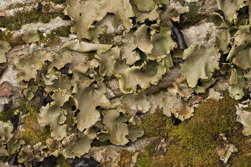 Smooth Rock-tripe