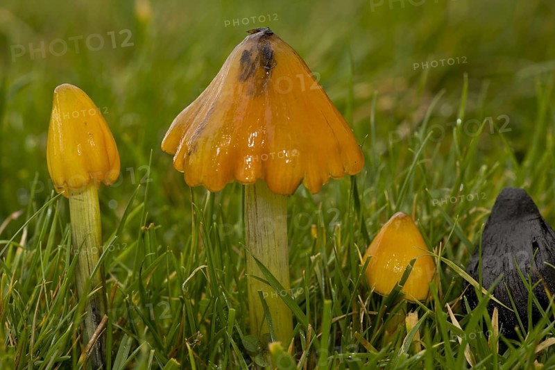Blackening Waxcap