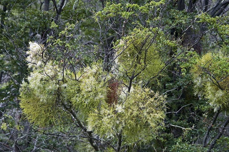 Mistletoe