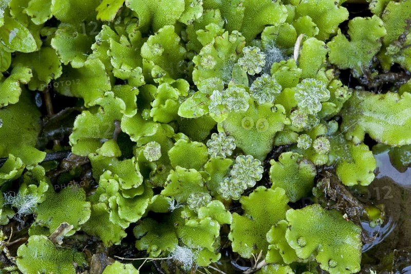 Common liverwort