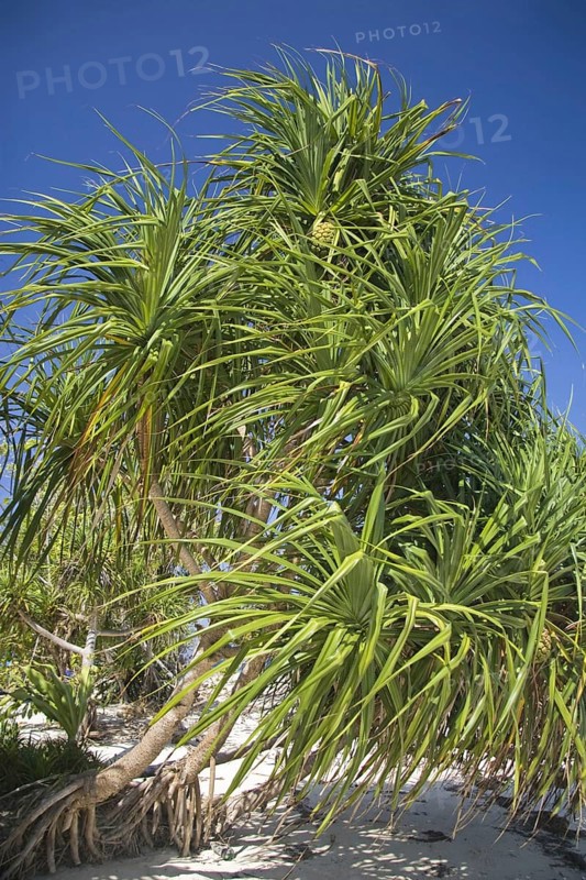 Fragrant Screwpine