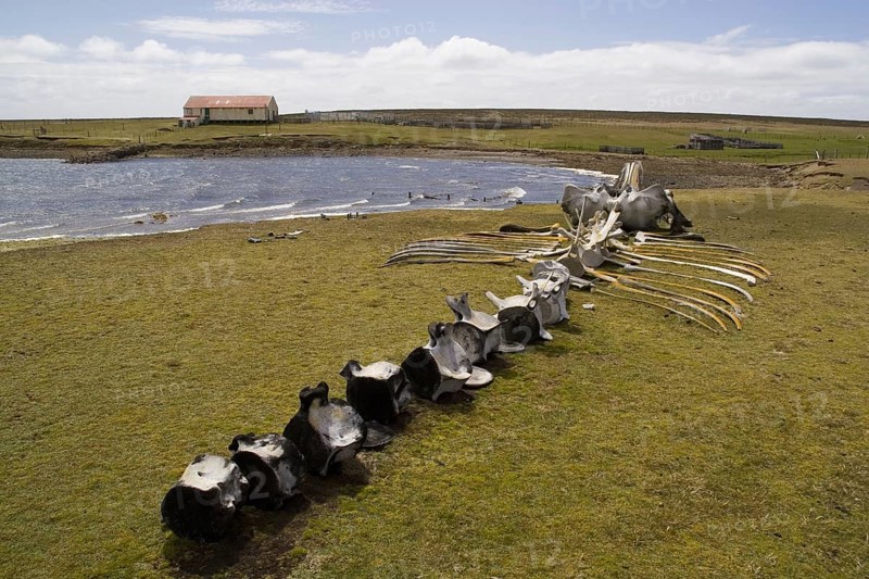 Whale skeleton on a bare island in the Falkland Islands