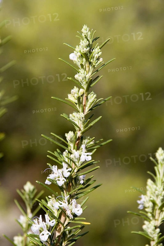 Wild rosemary