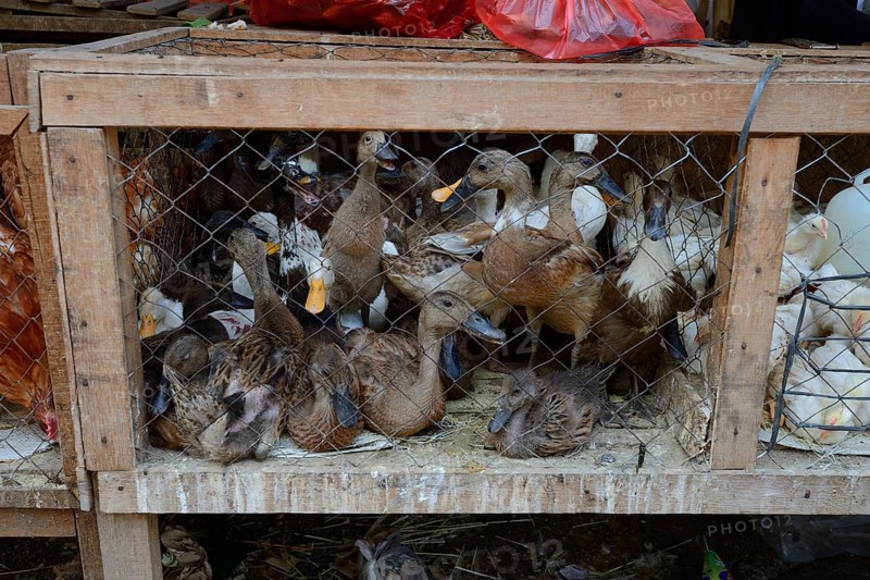 Ducks for sale at a market in Seririt