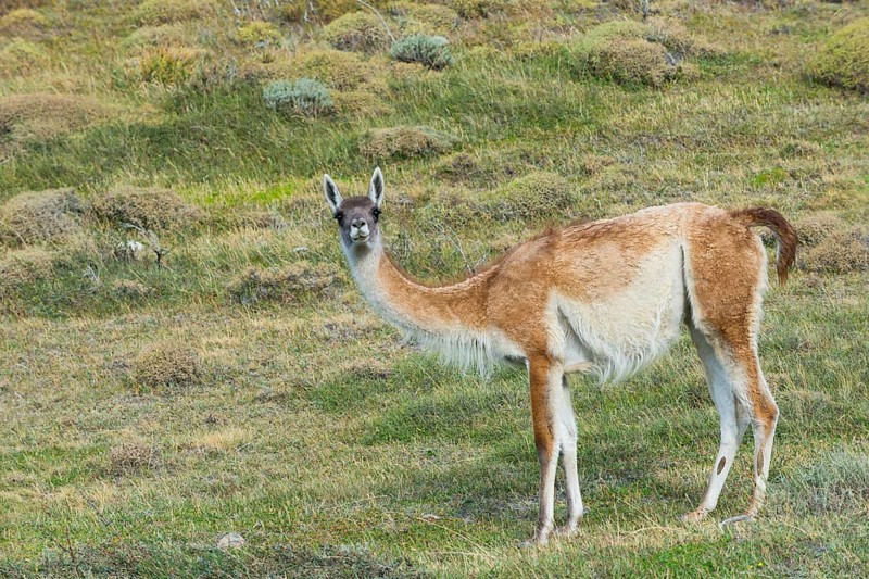 Guanaco