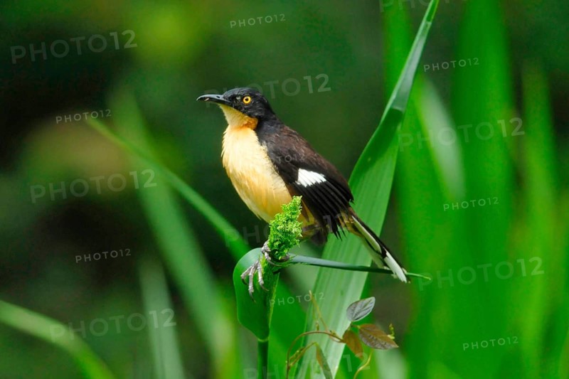Pipe mockingbird