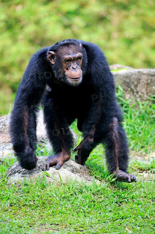 Chimpanzee