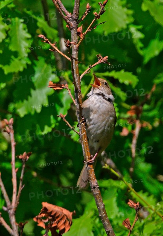 Manchurian Bush-warbler