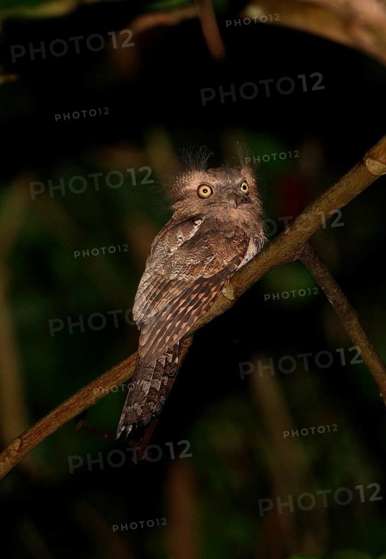 Javan Frogmouth