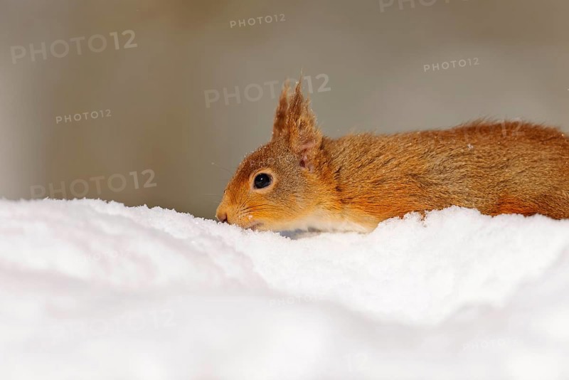 Eurasian red squirrel