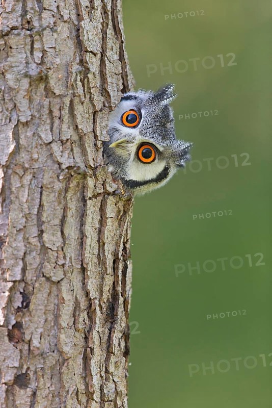 Bush Owl