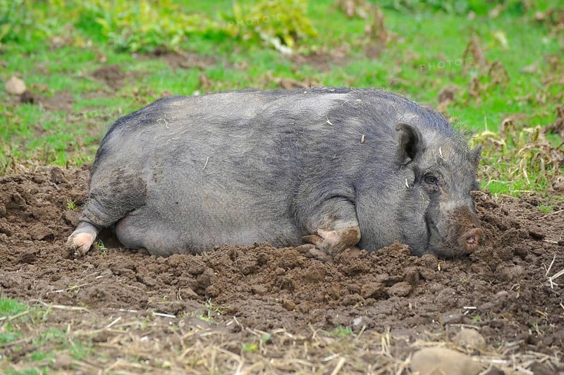 Domestic pig