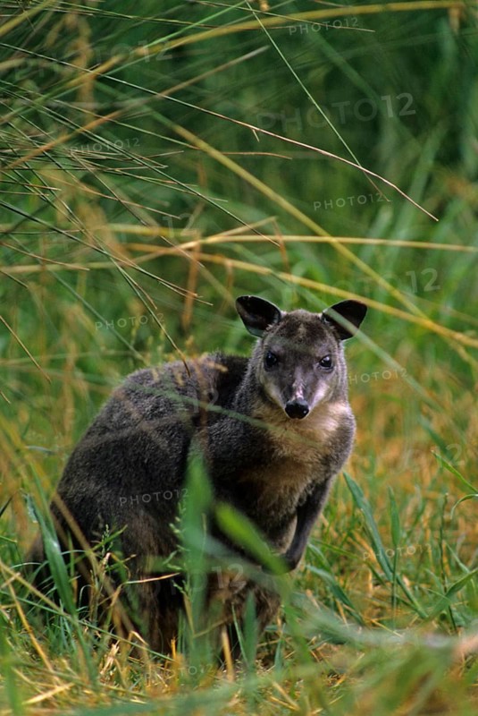 Grey bush kangaroo