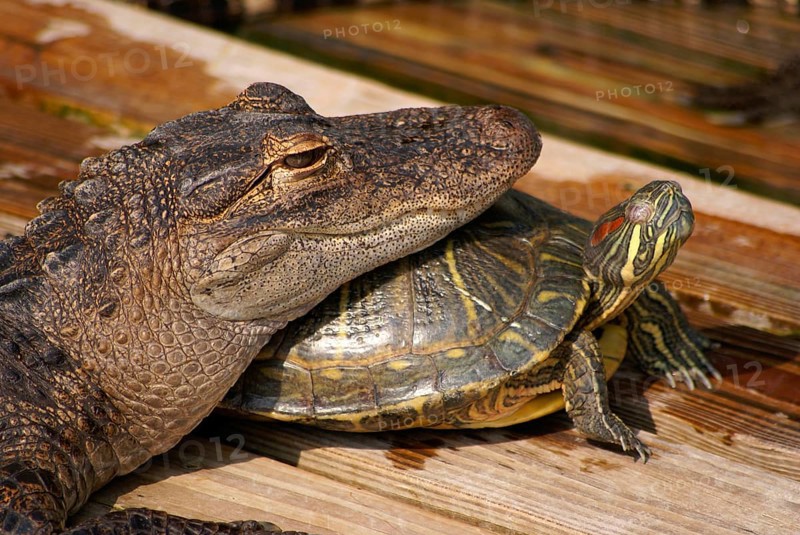 American american alligator