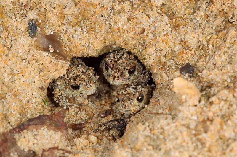 Natterjack Toad