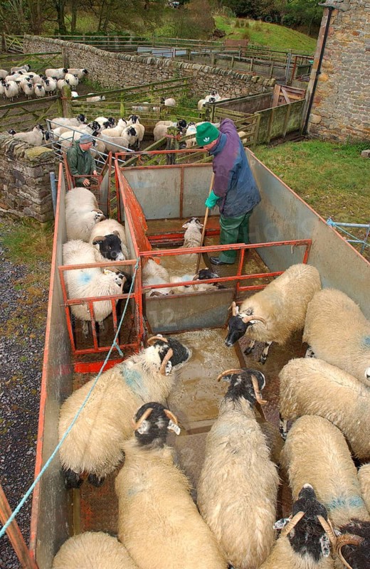Shepherd dipping Scottish Blackface sheep in mobile dipper