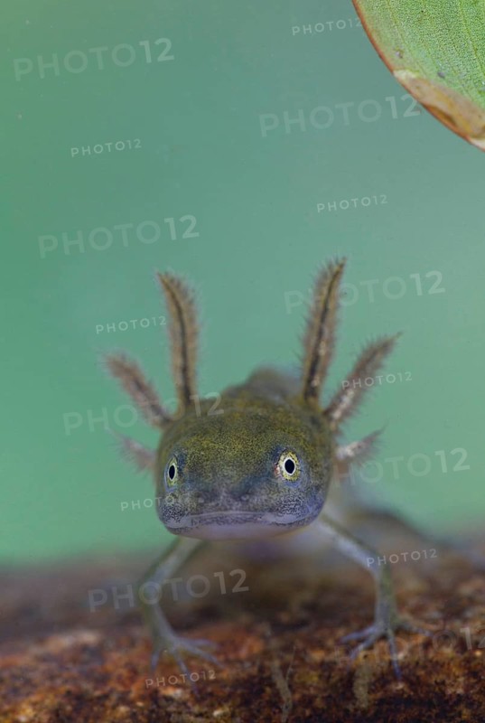 Great Crested Newt