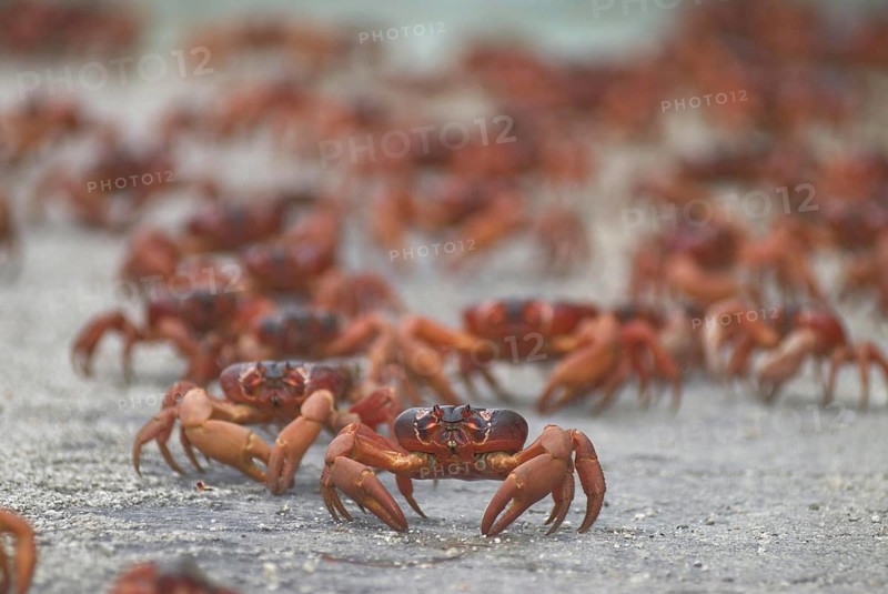 Christmas island red crab