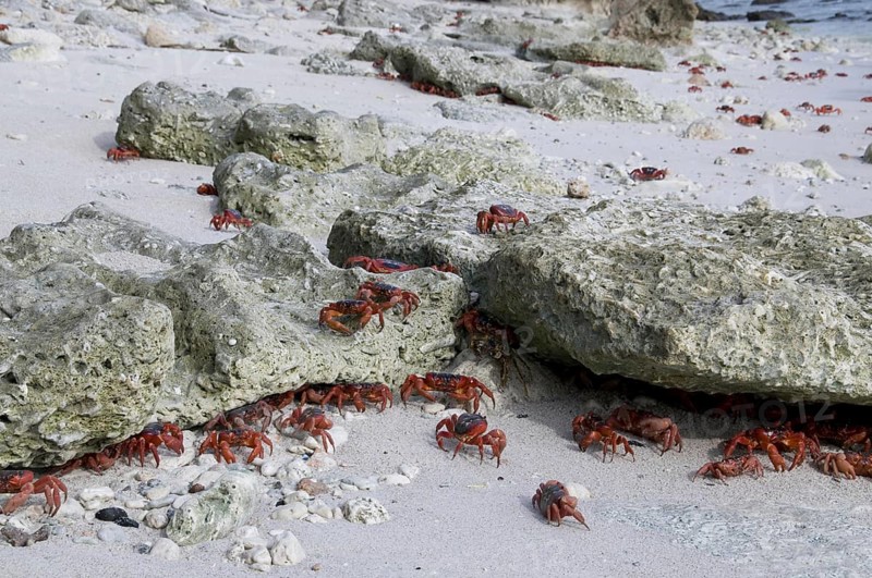 Christmas island red crab