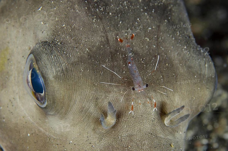 Clear Cleaner Shrimp