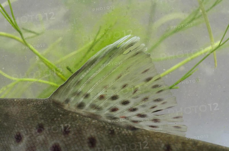 Salmo trutta forma fario