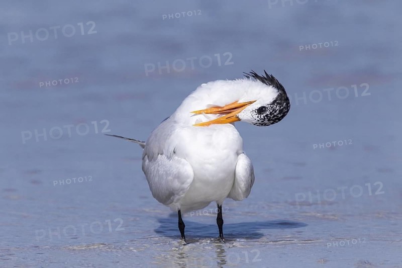 Royal tern