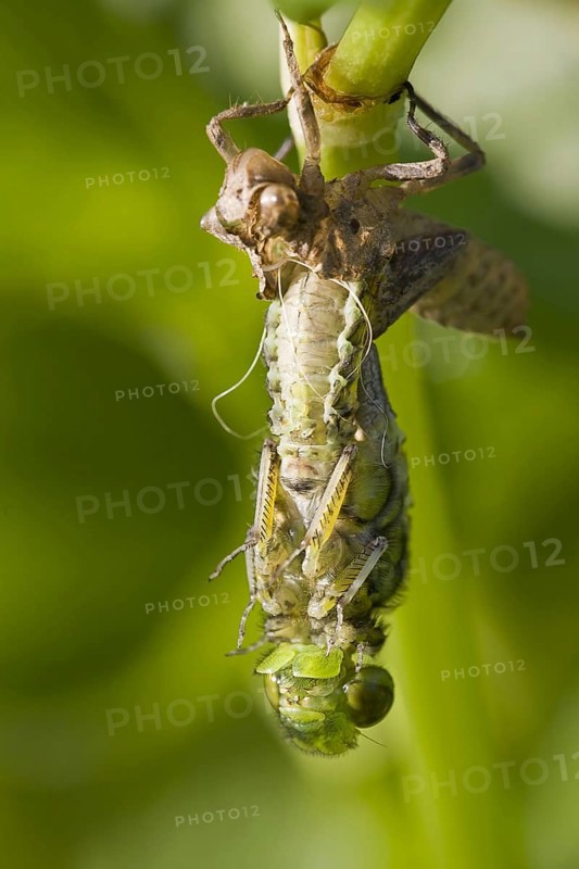 Broad-bodied Chaser adult